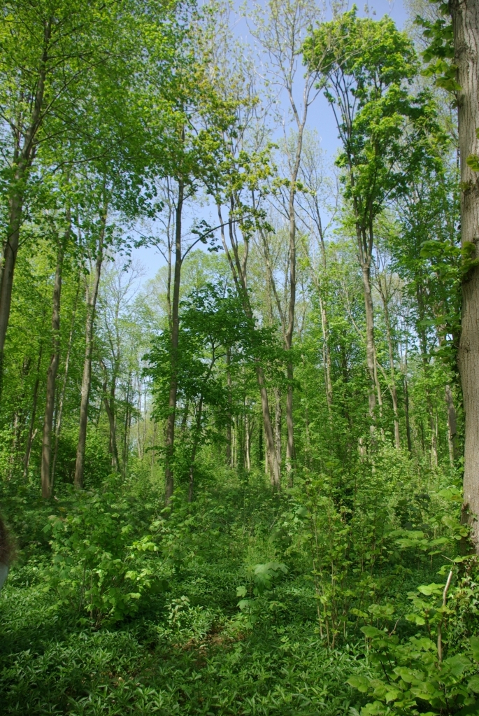 bois_marieux_raincheval_04-05_2008_015