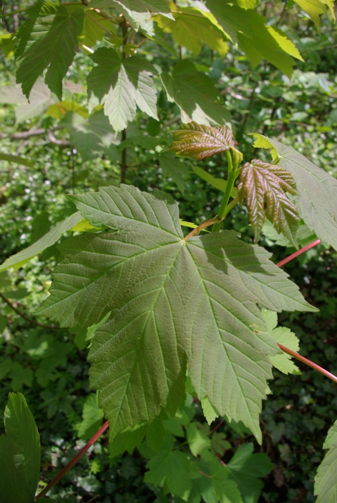 bois_marieux_raincheval_04-05_2008_019