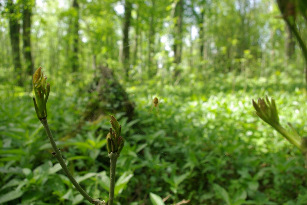 bois_marieux_raincheval_04-05_2008_023