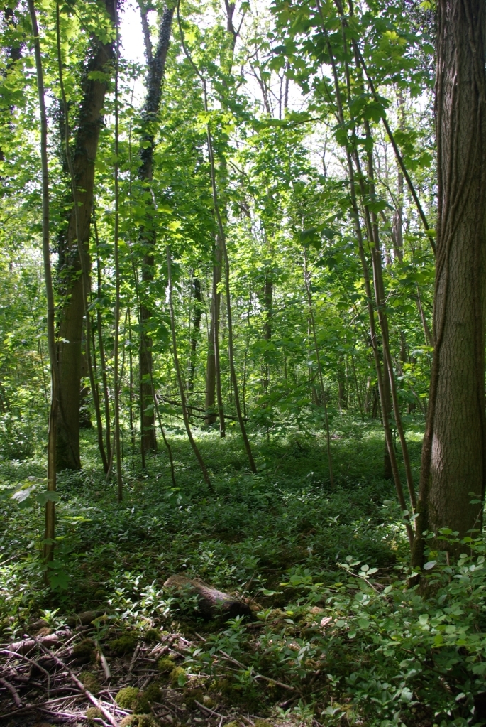 bois_marieux_raincheval_04-05_2008_049