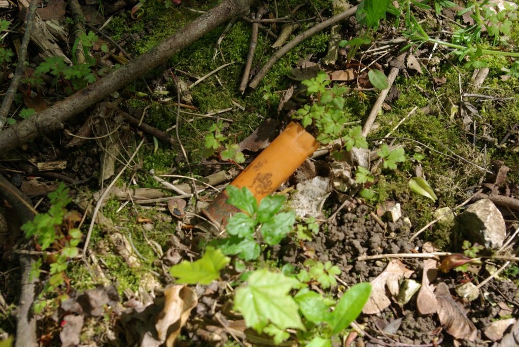 bois_marieux_raincheval_04-05_2008_060