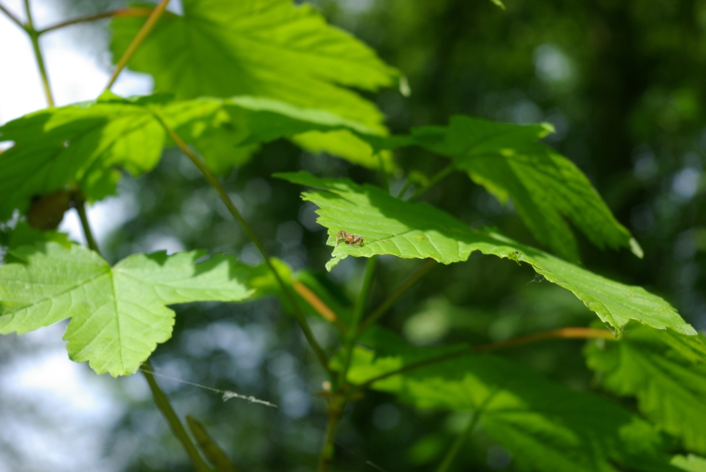bois_marieux_raincheval_04-05_2008_087