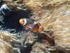 photo_nausicaa_08-10-2006_006