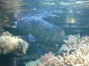 photo_nausicaa_08-10-2006_012