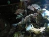 photo_nausicaa_08-10-2006_015