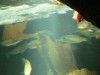 photo_nausicaa_08-10-2006_027