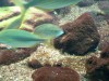 photo_nausicaa_08-10-2006_034
