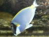 photo_nausicaa_08-10-2006_120