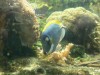 photo_nausicaa_08-10-2006_122
