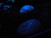 photo_nausicaa_08-10-2006_137