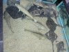 photo_nausicaa_08-10-2006_161