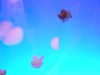 photo_nausicaa_08-10-2006_185