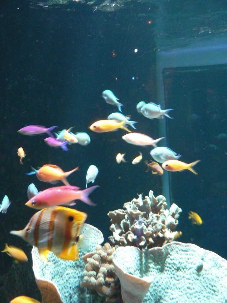 photo_nausicaa_08-10-2006_004
