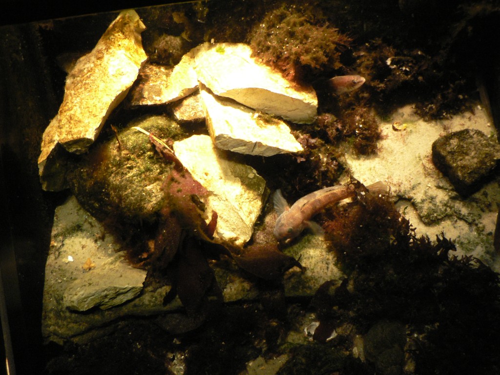 photo_nausicaa_08-10-2006_026