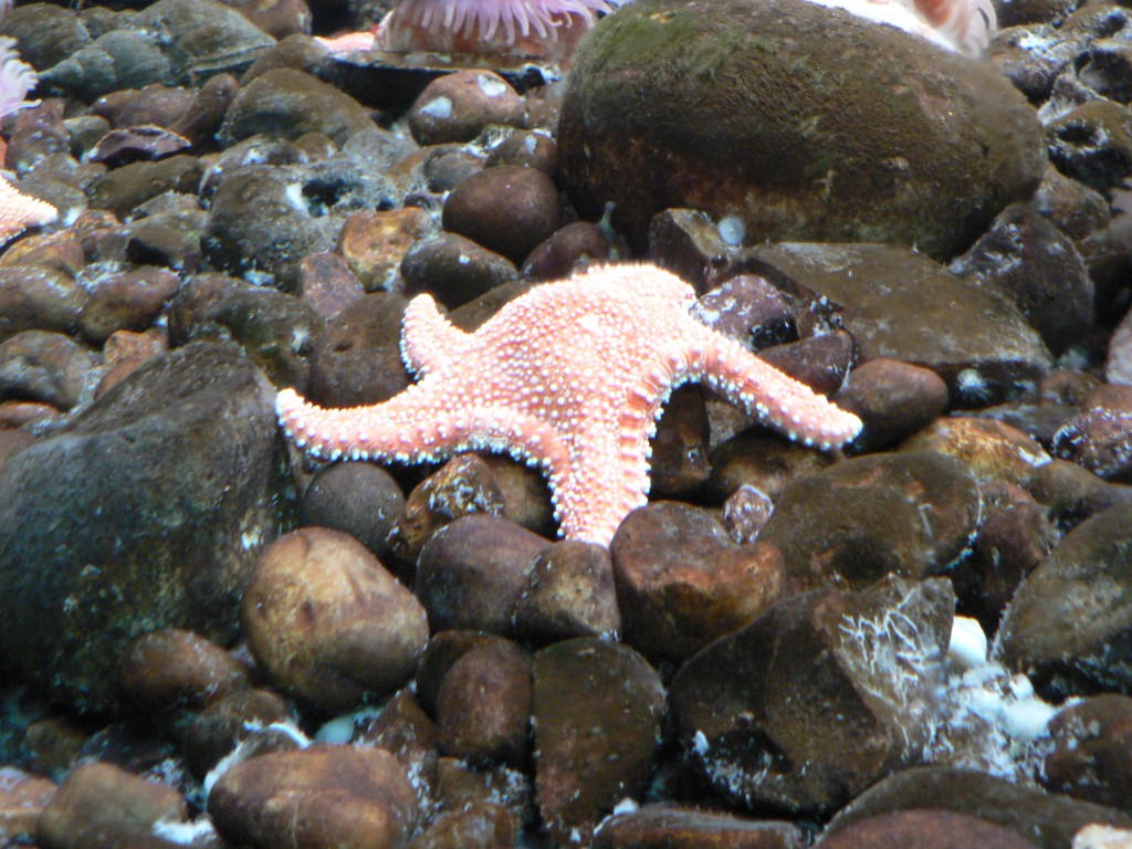 photo_nausicaa_08-10-2006_037