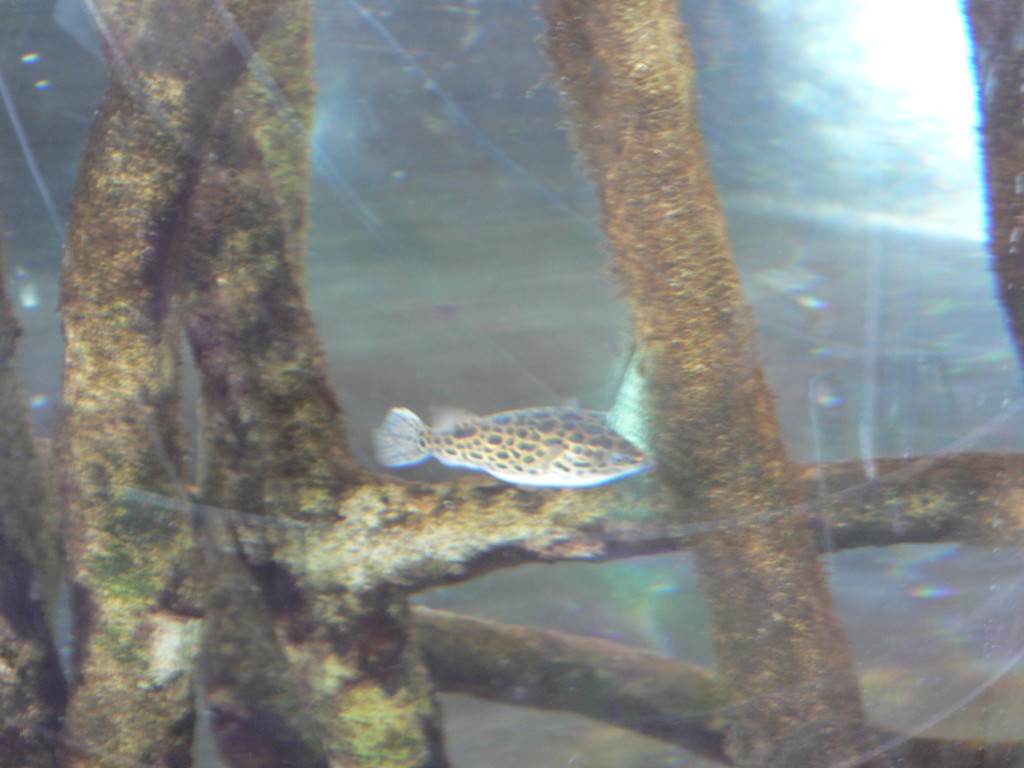 photo_nausicaa_08-10-2006_072