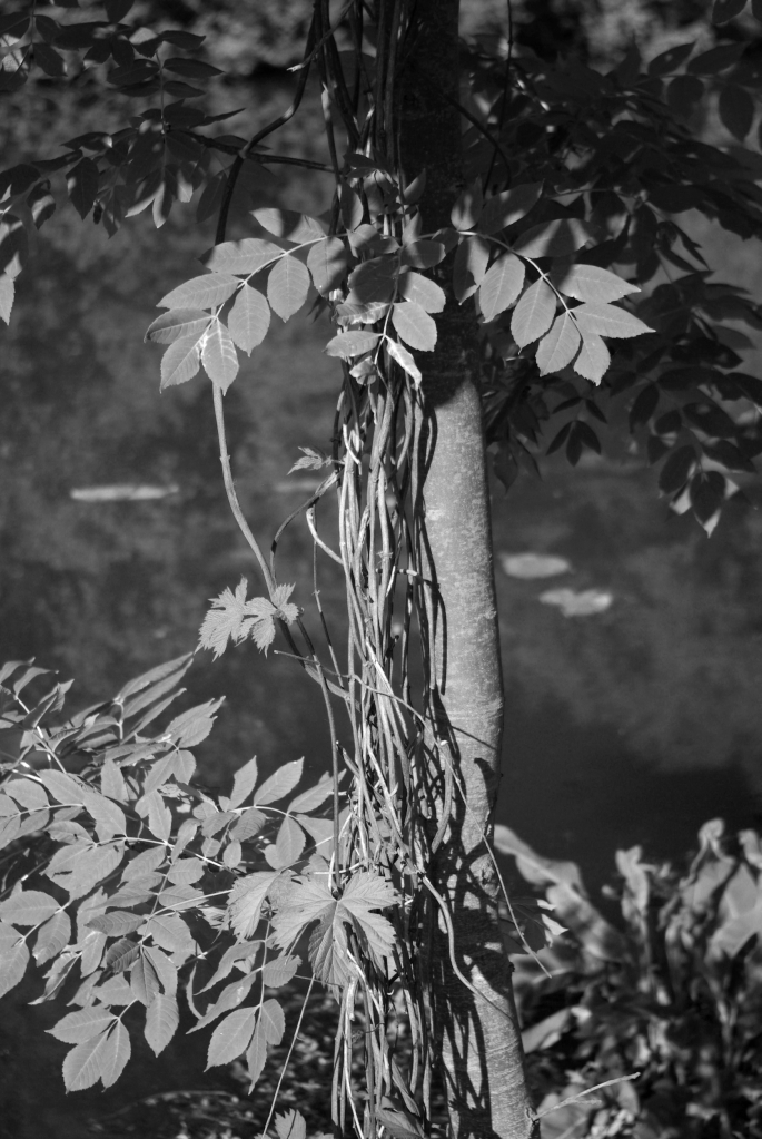 balade_eppeville_12-05-2008_39
