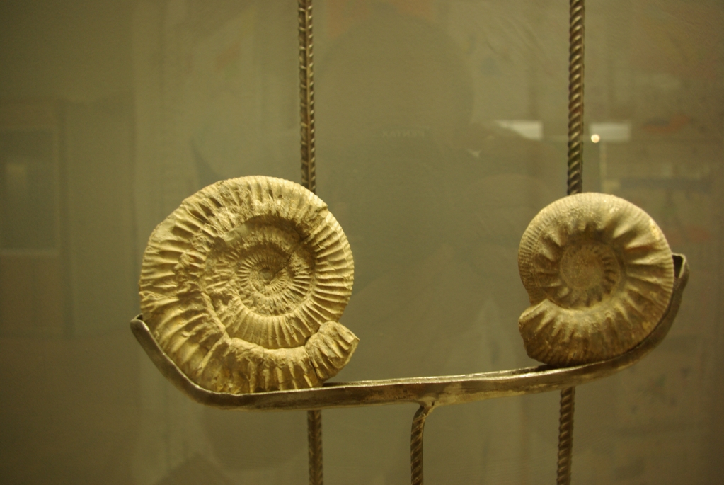 musee_requien_avignon_13-08-2008_006