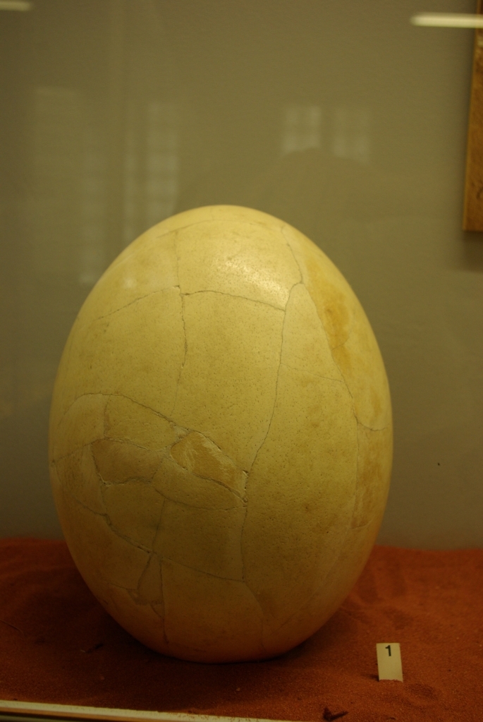 musee_requien_avignon_13-08-2008_010
