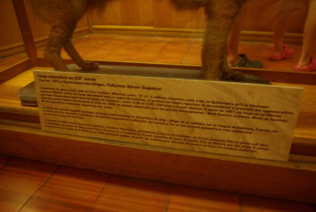 musee_requien_avignon_13-08-2008_026