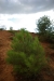 colorado_de_rustrel_15-08-2008_102