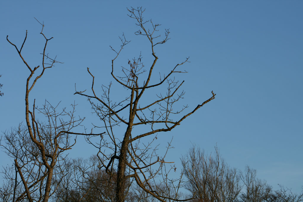 photo_balade_bray_sur_somme_17-12-2006_088