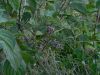 photo_balade_19-09-2005_018