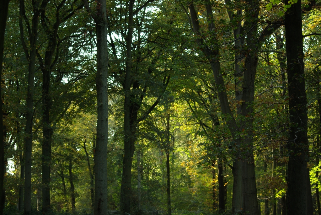 photo_automne_a_longueval_19-10-2008_099