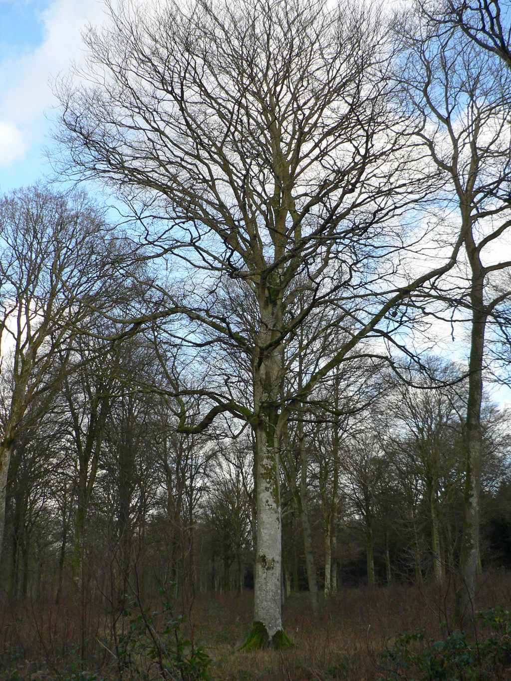 foret_de_crecy_005