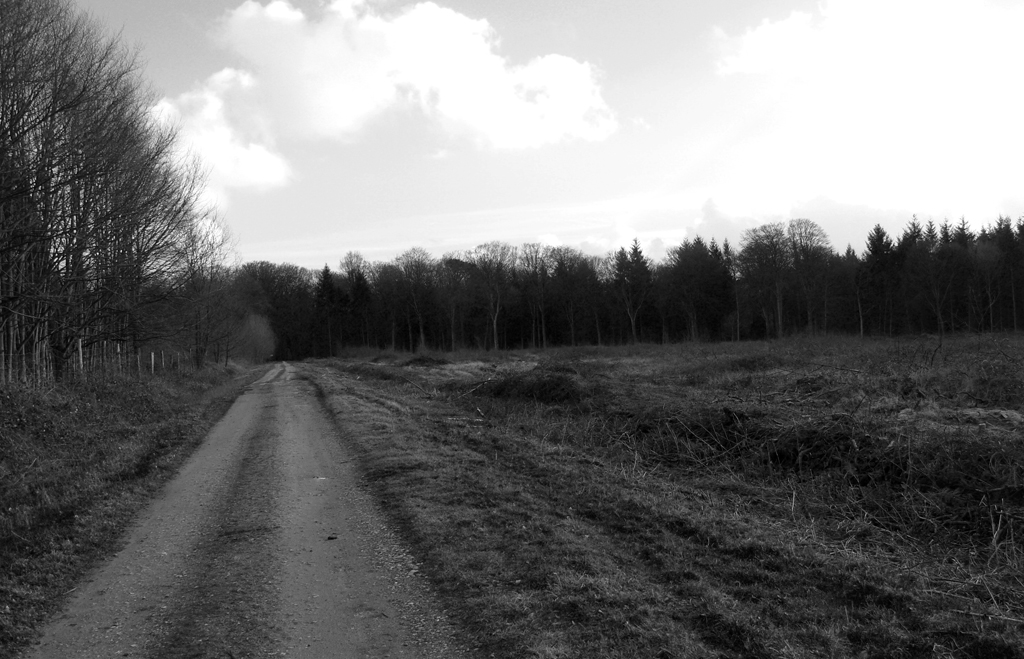 foret_de_crecy_016