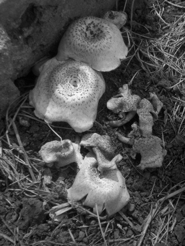 photo_balade_au_fil_de_l_eau_27-06-2005_017