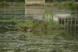test_sigma_70-300mm_apo_dg_macro_06-08-2008_01
