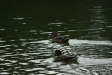test_sigma_70-300mm_apo_dg_macro_06-08-2008_05