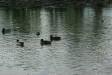test_sigma_70-300mm_apo_dg_macro_06-08-2008_06