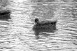 test_sigma_70-300mm_apo_dg_macro_06-08-2008_07