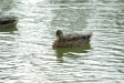 test_sigma_70-300mm_apo_dg_macro_06-08-2008_08