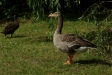 test_sigma_70-300mm_apo_dg_macro_06-08-2008_11