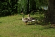 test_sigma_70-300mm_apo_dg_macro_06-08-2008_12