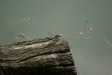 test_sigma_70-300mm_apo_dg_macro_06-08-2008_17