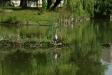test_sigma_70-300mm_apo_dg_macro_06-08-2008_26