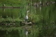 test_sigma_70-300mm_apo_dg_macro_06-08-2008_27