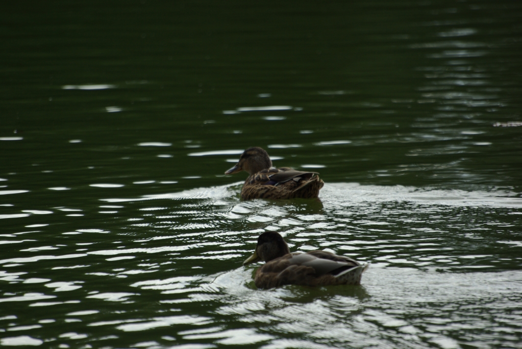 test_sigma_70-300mm_apo_dg_macro_06-08-2008_05