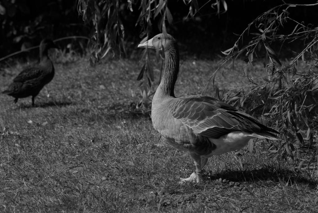 test_sigma_70-300mm_apo_dg_macro_06-08-2008_10