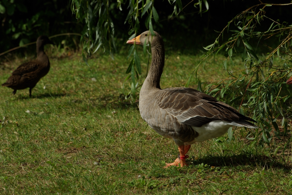 test_sigma_70-300mm_apo_dg_macro_06-08-2008_11