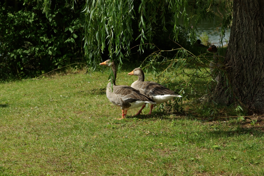 test_sigma_70-300mm_apo_dg_macro_06-08-2008_12