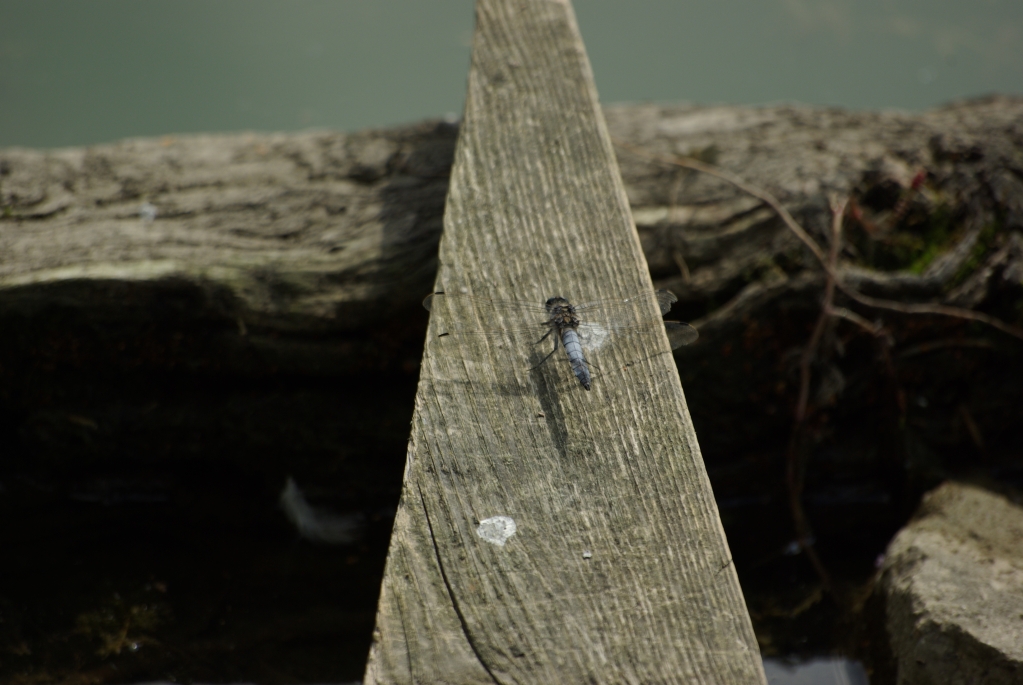 test_sigma_70-300mm_apo_dg_macro_06-08-2008_15