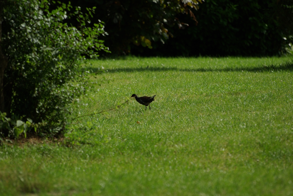 test_sigma_70-300mm_apo_dg_macro_06-08-2008_20